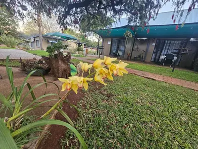 a group of yellow flowers in a yard at Apricity Inn in Louis Trichardt