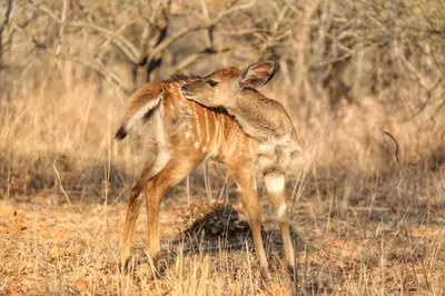a baby gazelle hugging its mother in a field at OuKlip Game Lodge in Klipdrift