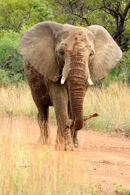 a large elephant standing on a dirt road at OuKlip Game Lodge in Klipdrift