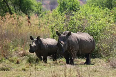 two rhinos standing next to each other in a field at OuKlip Game Lodge in Klipdrift