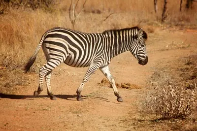 a zebra walking across a dirt road at OuKlip Game Lodge in Klipdrift