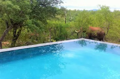 a blue swimming pool with an elephant in the background at Parsons House in Hoedspruit