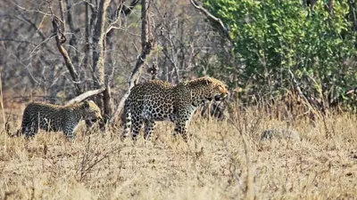 two cheetahs standing in a field of tall grass at African Rest Lodge in Barberton