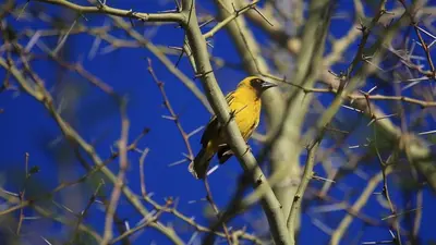 a yellow bird perched on a tree branch at African Rest Lodge in Barberton