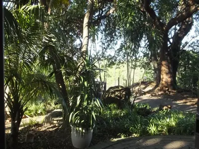 a palm tree in the shade of some trees at Tatenda Guest House in Hazyview