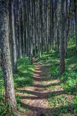 a path through a forest with trees at Pavetta Country House in Magoebaskloof
