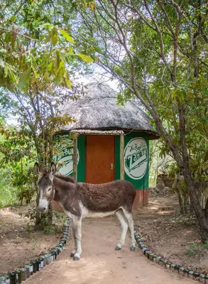 a donkey standing in front of a small building at Shik Shack Backpackers in Guernsey Nature Reserve
