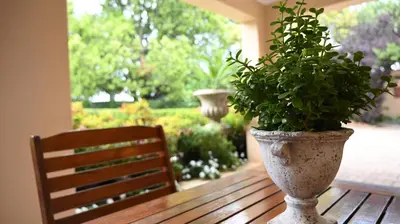 a plant in a vase sitting on a wooden table at Lamor Guest House in Middelburg