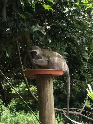 a monkey sitting on top of a stand at Iris Retreat & Island Day Spa in Hartbeespoort