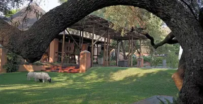 a sheep standing in the grass in front of a building at Sherewood Lodge in Pretoria