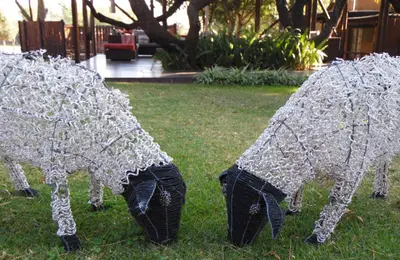 a group of umbrellas in the grass at Sherewood Lodge in Pretoria