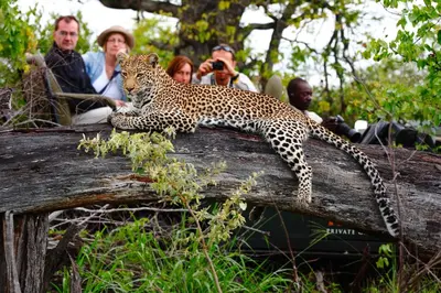 a leopard laying on top of a log with people at Motswari Private Game Reserve by NEWMARK in Timbavati Game Reserve