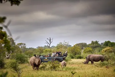 a group of people in a jeep in a field with rhinos at Motswari Private Game Reserve by NEWMARK in Timbavati Game Reserve