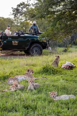 a group of cheetahs sitting in the grass with a jeep at Shindzela Tented Camp in Timbavati Game Reserve