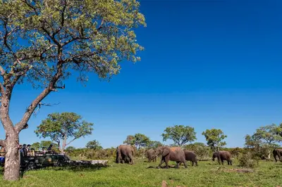 a herd of elephants walking in a field next to a tree at Shindzela Tented Camp in Timbavati Game Reserve