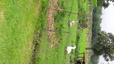two white birds on a field with a fence at Hoyohoyo Machadostud Lodge in Helvetia Noord