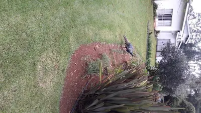 a patch of grass next to a house with a plant at Hoyohoyo Machadostud Lodge in Helvetia Noord