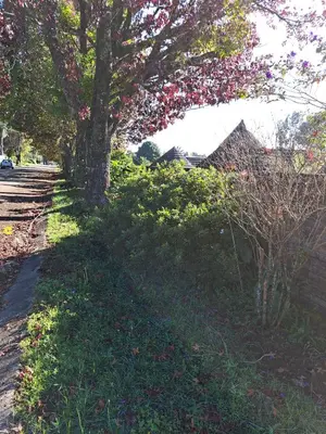 a tree on the side of a street at Horizon View Chalets in Graskop