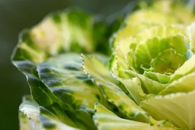 a close up of a group of green lettuce at Brooklyn Manor in Pretoria