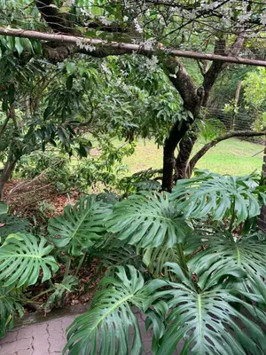 a group of green plants under a tree at Nightjar Guest Lodge in Nelspruit