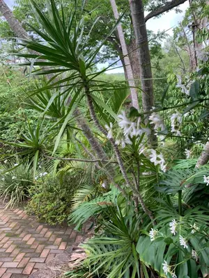 a group of plants and a brick path at Nightjar Guest Lodge in Nelspruit