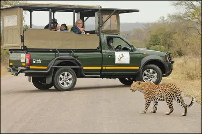 a leopard standing in front of a green jeep at Sabie River Bush Lodge in Hazyview