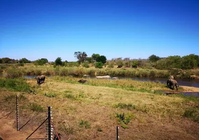 a group of elephants standing in a field near a river at Sabie River Bush Lodge in Hazyview