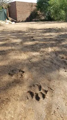 a dirt road with a dog paw prints on it at MANZINI RIVER HOUSE - Mjejane Private Game Reserve, Greater Kruger National Park in Hectorspruit