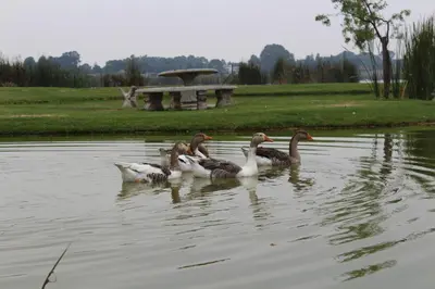 a group of ducks swimming in a pond at Bottom of Boden in Benoni