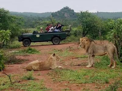 a group of people riding in a green car with a lion at Lions Place in Grietjie Nature Reserve