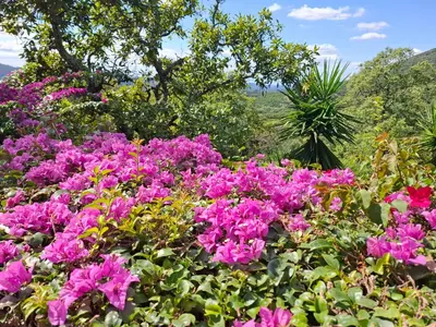 a bunch of pink flowers in a garden at Chestnut Country Lodge in Hazyview