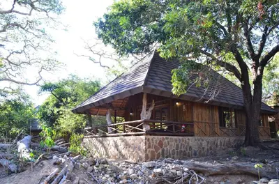 a cabin in the middle of a forest at Moholoholo Forest Camp in Hoedspruit