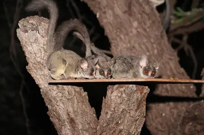 a group of four squirrels sitting on a branch at ThabaNkwe Bushveld Inn in Thabazimbi
