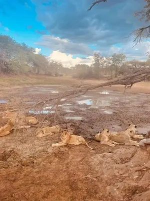 three lions laying on the ground in a field at Wild Dog Guest Lodge in Hoedspruit