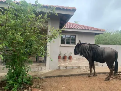 a black horse standing in front of a house at Impala Lily in Marloth Park