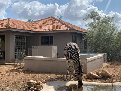a zebra drinking from a pool of water in front of a house at Impala Lily in Marloth Park