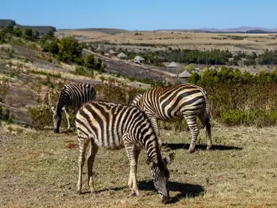 three zebras grazing in a field of grass at Crystal Springs Mountain Lodge in Pilgrimʼs Rest