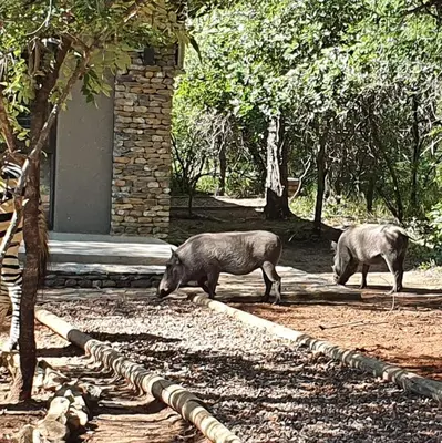 two pigs walking in front of a building at Luvivane Luxury Villa in Marloth Park