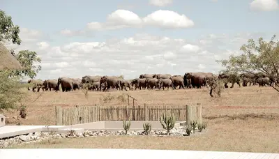 a herd of elephants walking across a field at Kruger Sunset Lodge in Hectorspruit