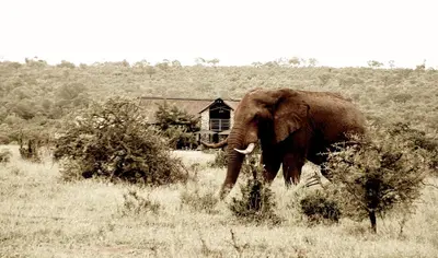 an elephant standing in a field of tall grass at Kruger Sunset Lodge in Hectorspruit
