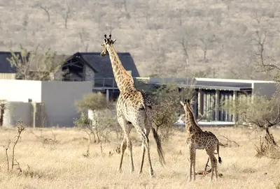 a giraffe and a baby giraffe walking in a field at Kruger Sunset Lodge in Hectorspruit