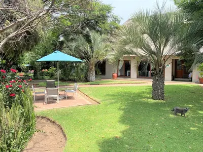 a black cat standing in the grass in a yard at Safari Club Guest Lodge OR Tambo International Airport in Kempton Park
