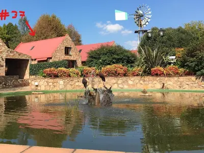 a group of birds standing on a stump in the water at Marigold's 37 Critchley Common in Dullstroom