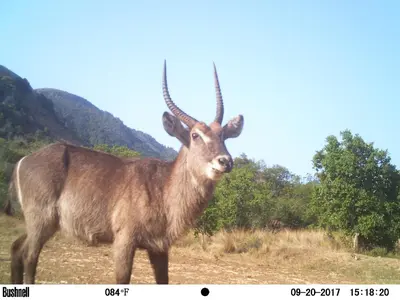 an animal with long horns standing in a field at Kilmorna Manor Guest House in Schoemanskloof
