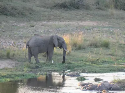 an elephant standing in the grass near a body of water at Kruger View Tree House in Marloth Park