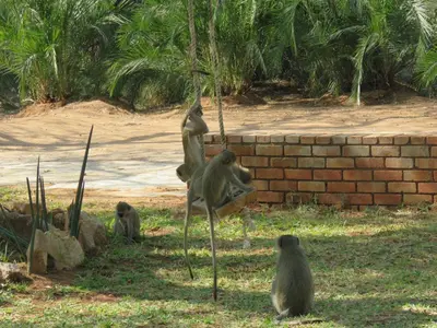 a group of monkeys sitting in the grass at Kruger View Tree House in Marloth Park