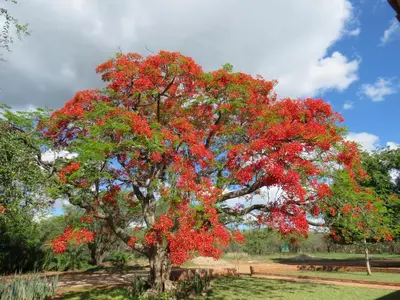 a tree with red leaves in a park at Kruger View Tree House in Marloth Park