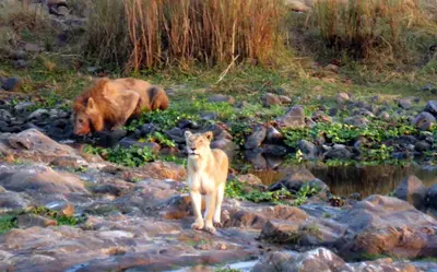 a dog and a bear standing on some rocks at Kruger View Tree House in Marloth Park