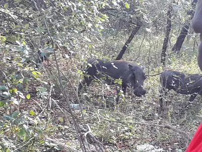 a black bear walking in the woods at Nanisto Bush Lodge in Marloth Park