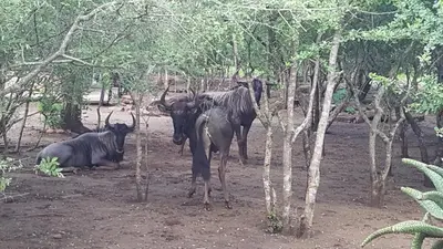 a group of animals standing in the woods at Nanisto Bush Lodge in Marloth Park